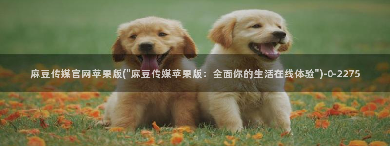 麻豆视频更新高清